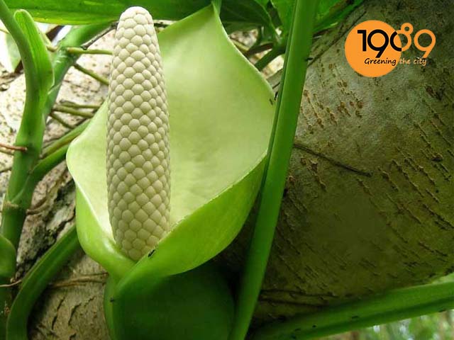 hoa của cây tróc bạc trắng