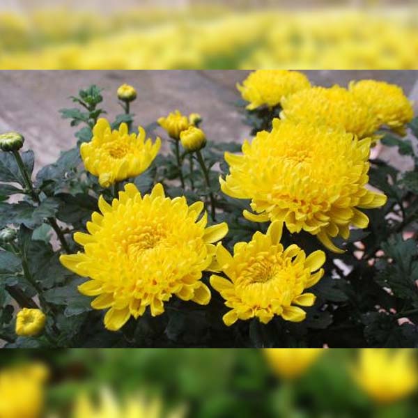 Kỹ thuật trồng hoa cúc cho hoa đẹp năng suất cao quanh năm Mẹ Tự Nhiên #19 Kỹ thuật trồng hoa cúc cho hoa đẹp năng suất cao quanh năm Mẹ Tự Nhiên