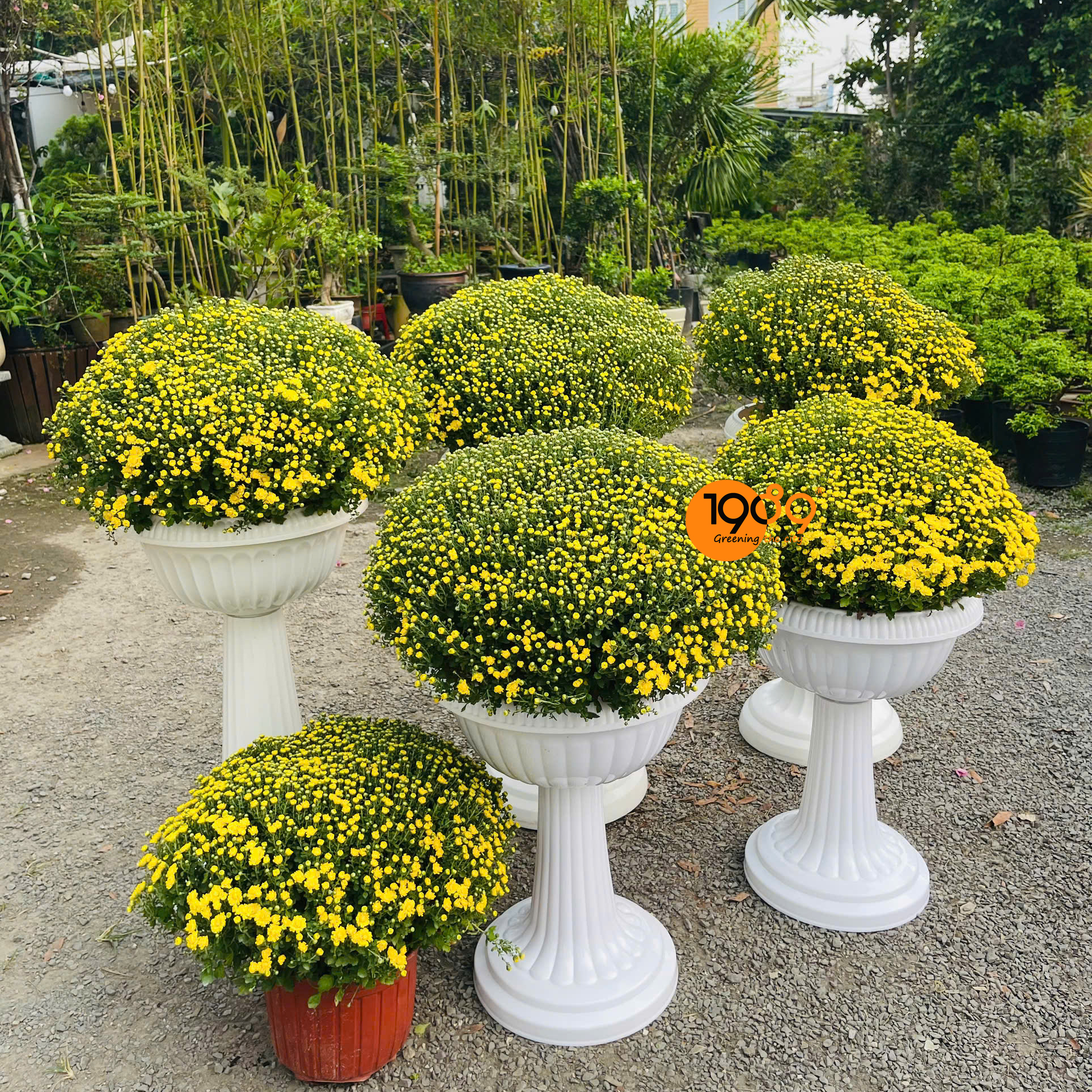 Hoa Cúc Mâm Xôi Trang Trí Tết - Đặc Điểm, Ý Nghĩa & Cách Chăm Sóc