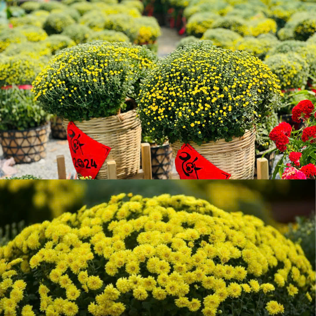 hoa cúc mâm xôi trang trí tết