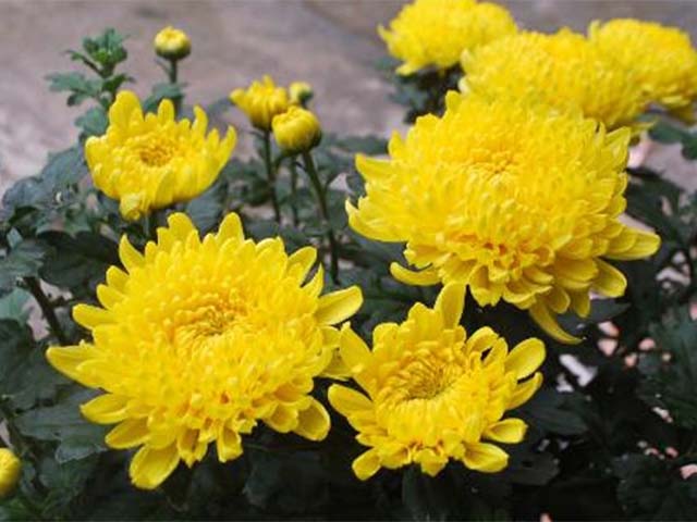 hoa cúc tiger trồng mùa tết 2022