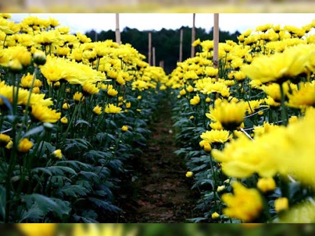 hoa cúc tiger trồng mùa tết nguyên đán 2022