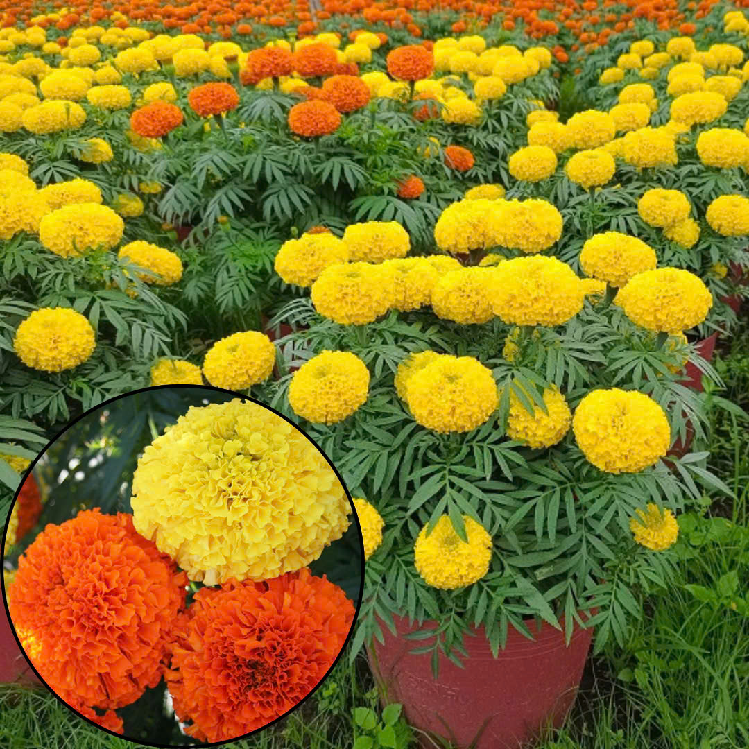 hoa cúc vạn thọ tết