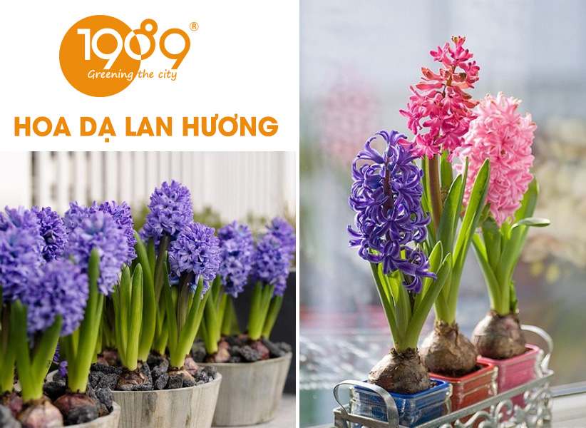 Hoa Dạ Lan Hương