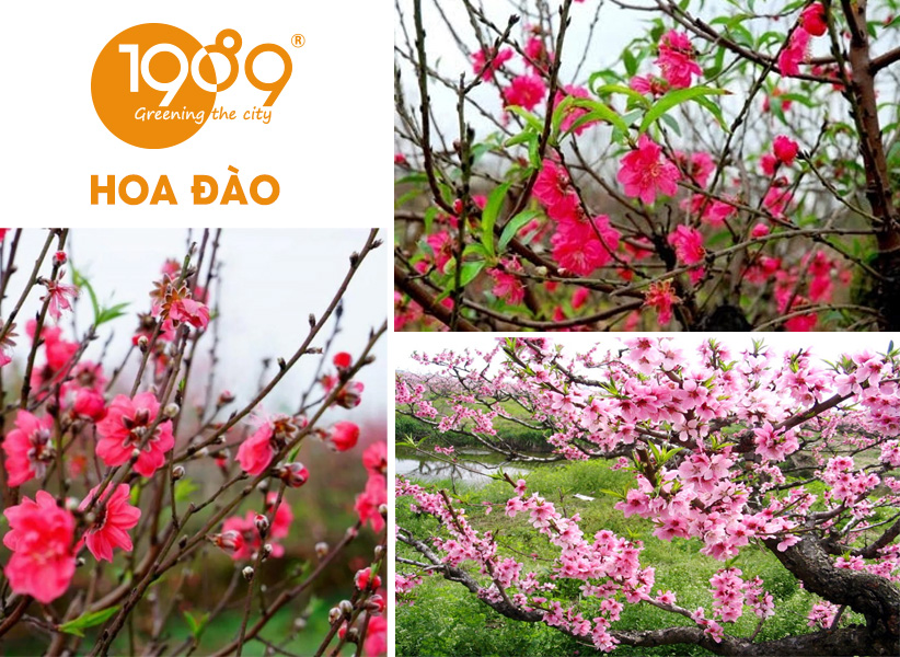 40 Loài Hoa Đẹp Nhất Thế Giới – Ý Nghĩa & Vẻ Đẹp Cuốn Hút