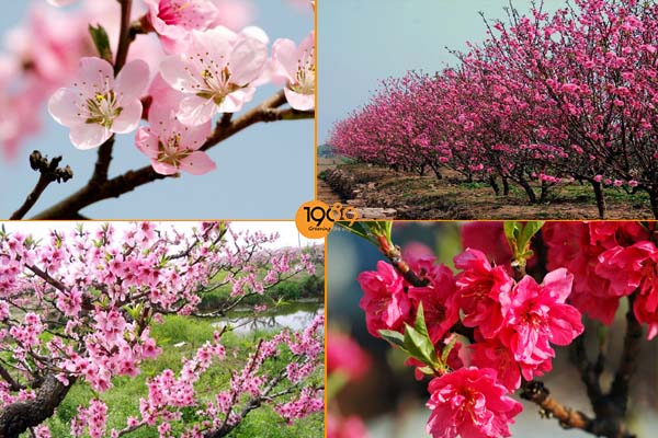 TOP Những Loài Hoa Đẹp Được Yêu Thích Tại Việt Nam Và Thế Giới