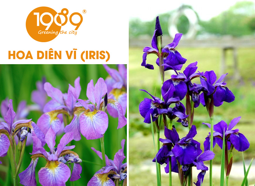 40 Loài Hoa Đẹp Nhất Thế Giới – Ý Nghĩa & Vẻ Đẹp Cuốn Hút