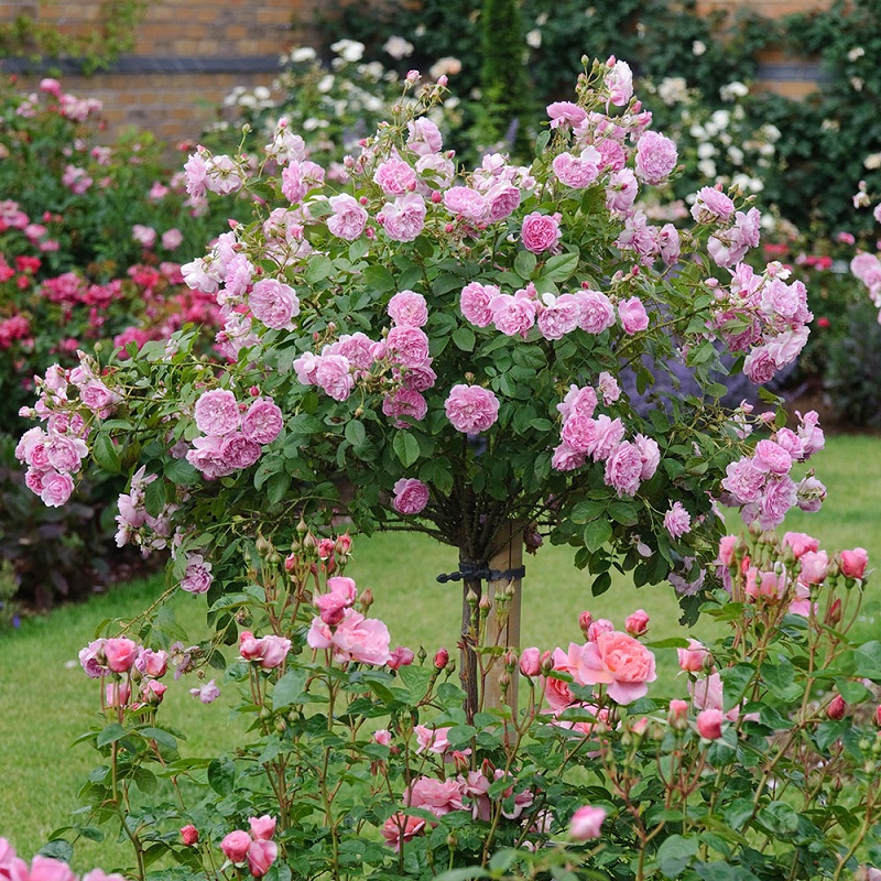 Những loại giống hoa hồng đẹp nào được ưa chuộng và trồng nhiều nhất? 

