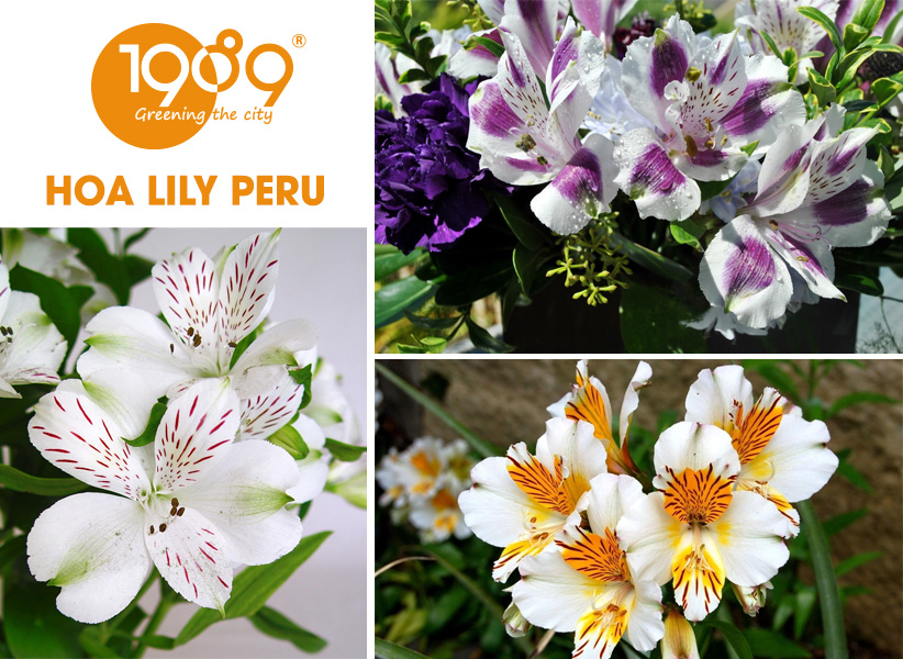 40 Loài Hoa Đẹp Nhất Thế Giới – Ý Nghĩa & Vẻ Đẹp Cuốn Hút
