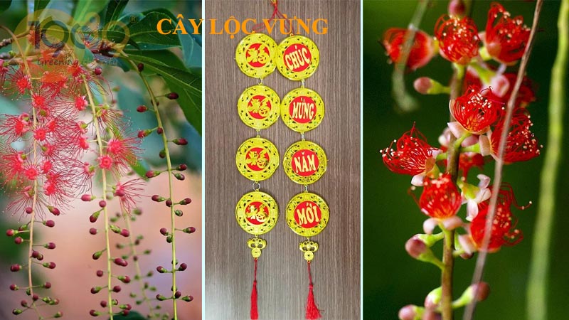 Cây lộc vừng - Tìm hiểu về nguồn gốc, hình thái, công dụng, kỹ thuật trồng và chăm sóc