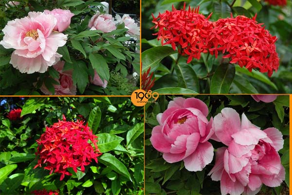 TOP Những Loài Hoa Đẹp Được Yêu Thích Tại Việt Nam Và Thế Giới