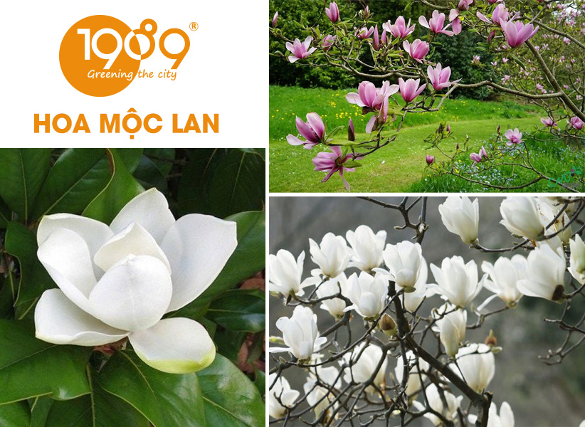 40 Loài Hoa Đẹp Nhất Thế Giới – Ý Nghĩa & Vẻ Đẹp Cuốn Hút