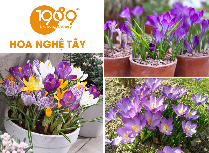 Hoa Nghệ Tây