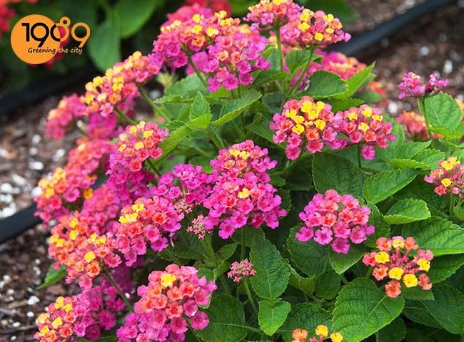 hoa ngũ sắc các loài cây xua đuổi côn trùng