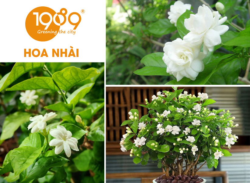 40 Loài Hoa Đẹp Nhất Thế Giới – Ý Nghĩa & Vẻ Đẹp Cuốn Hút
