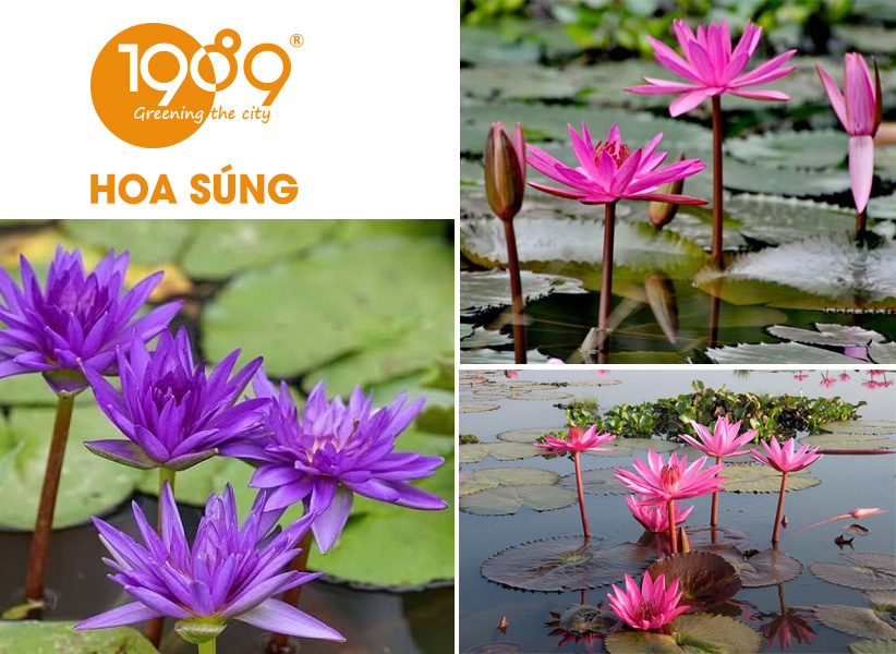 40 Loài Hoa Đẹp Nhất Thế Giới – Ý Nghĩa & Vẻ Đẹp Cuốn Hút