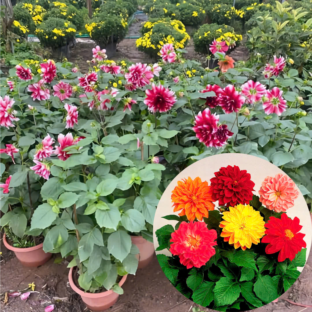 hoa thược dược tết