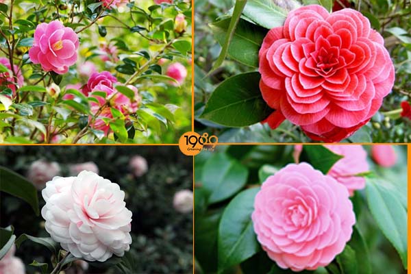 TOP Những Loài Hoa Đẹp Được Yêu Thích Tại Việt Nam Và Thế Giới