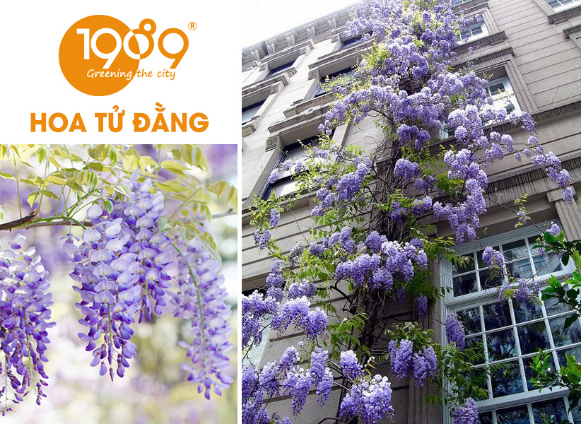 40 Loài Hoa Đẹp Nhất Thế Giới – Ý Nghĩa & Vẻ Đẹp Cuốn Hút