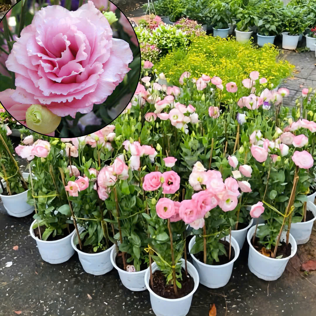 hoa tường vi tết