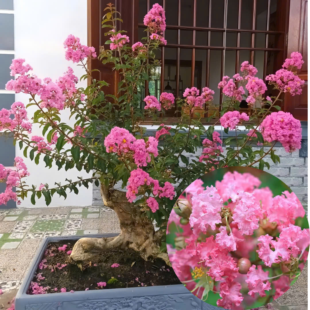 hoa tường vi tết