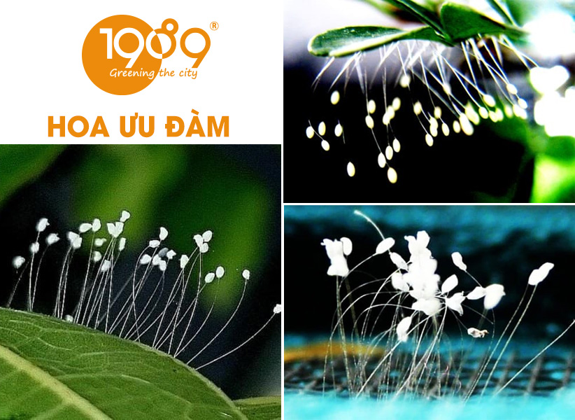 40 Loài Hoa Đẹp Nhất Thế Giới – Ý Nghĩa & Vẻ Đẹp Cuốn Hút