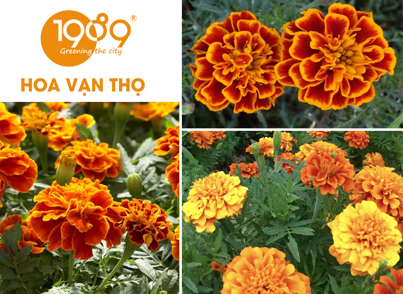 40 Loài Hoa Đẹp Nhất Thế Giới – Ý Nghĩa & Vẻ Đẹp Cuốn Hút