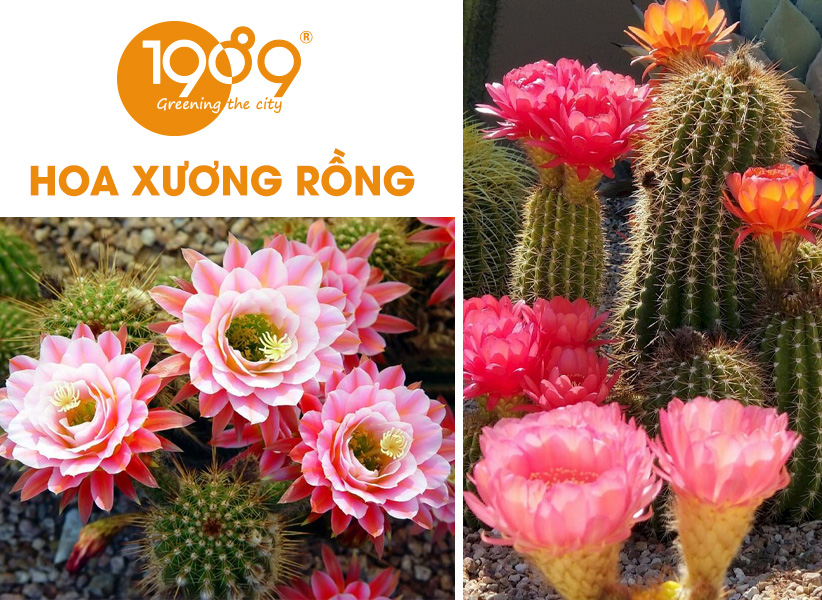 40 Loài Hoa Đẹp Nhất Thế Giới – Ý Nghĩa & Vẻ Đẹp Cuốn Hút