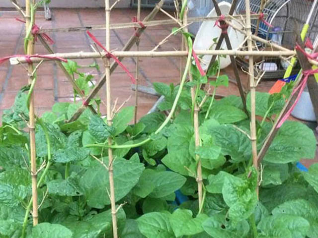 hoàn thành cách làm giàn cây mồng tơi