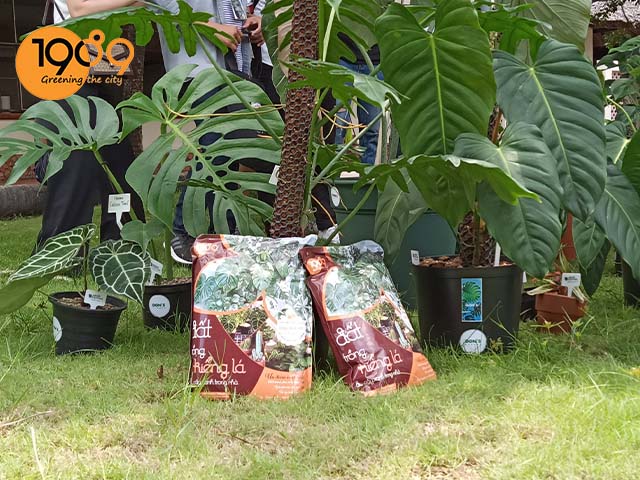 Sản phẩm phù hợp với nhiều loại cây kiểng lá