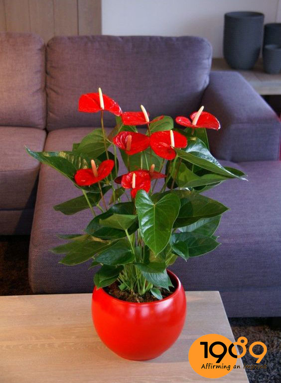 CÂY HỒNG MÔN TRANG TRÍ NOEL: SẮC ĐỎ MAY MẮN, LÀM ẤM KHÔNG GIAN SỐNG