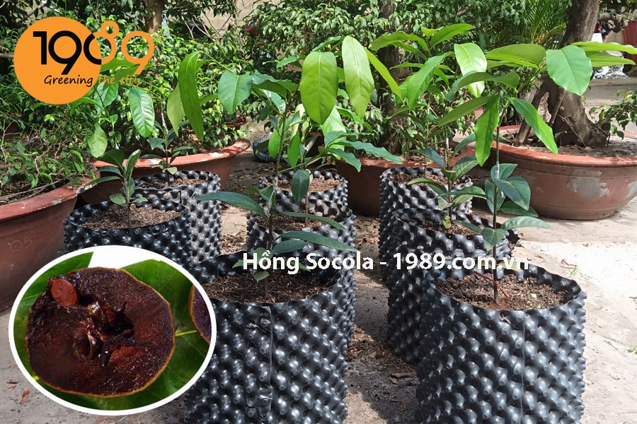 Cây Hồng Socola