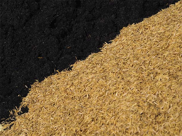 hun tro trấu tươi