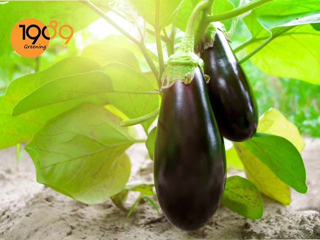 hướng dẫn cách trồng cà tím trong chậu ngay tại nhà