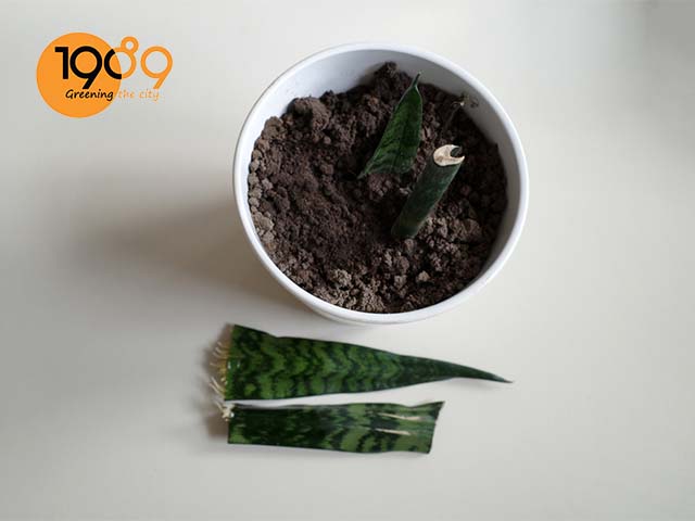 Cách chăm sóc cây lưỡi hổ