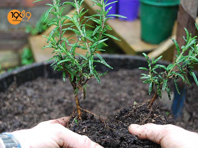 cách chăm sóc cây hương thảo