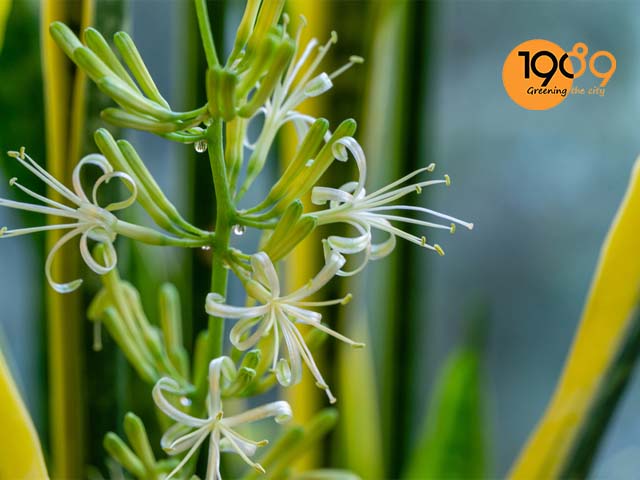 Cây lưỡi hổ ra hoa – khoảnh khắc hiếm có