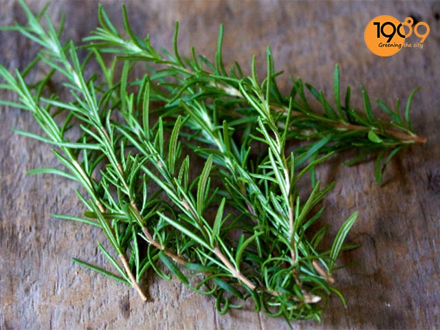 cây hương thảo bị bệnh