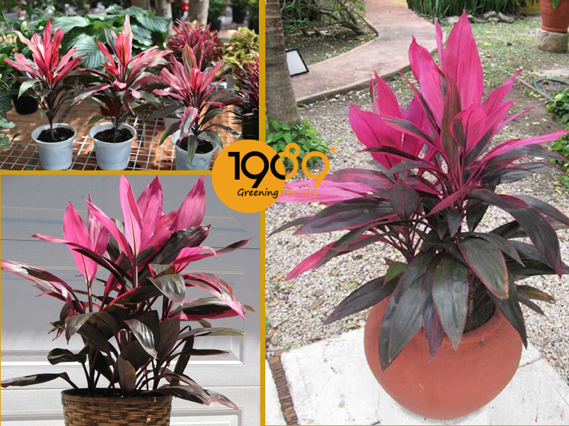 Top 10 Cây Để Sàn Lọc Khí: Trang Trí Đẹp, Làm Sạch Không Gian, Dễ Chăm Sóc