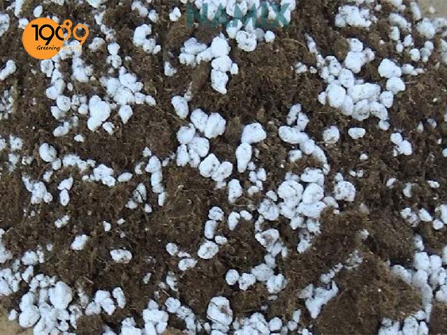 đất dinh dưỡng kết hợp đá chân châu