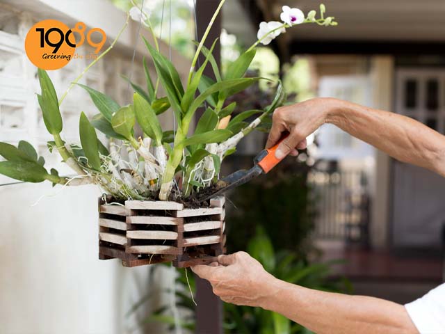 Khi nào thì nên thay giá thể cho lan a