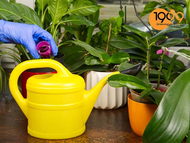 tưới nước cho cây\