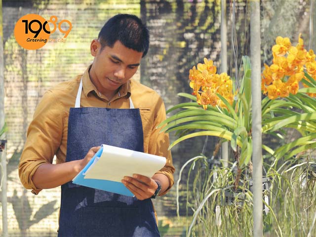 Khi nào thì nên thay giá thể cho lan thì phù hợp