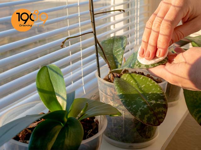 Khi nào thì nên thay giá thể cho lan