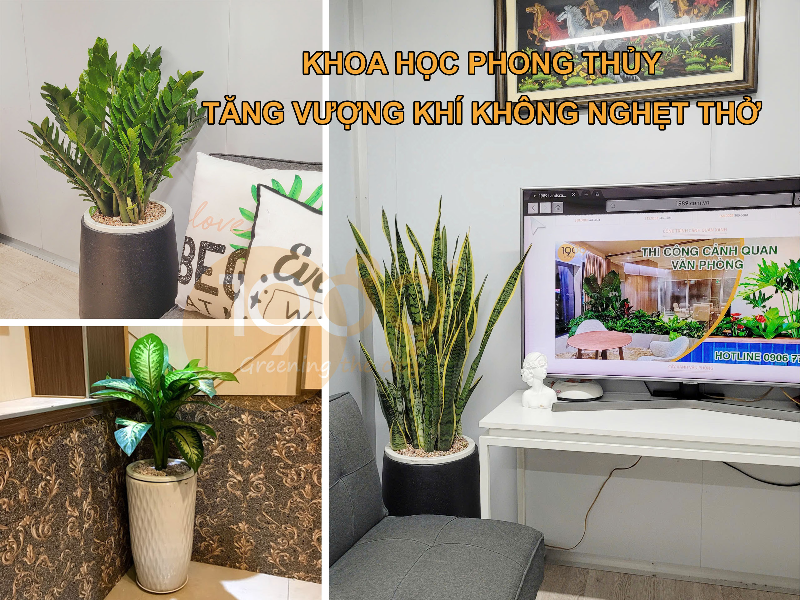 Cây để sàn cho nhà thiếu sáng: 12 lựa chọn xanh mát và bí quyết chăm sóc bất bại