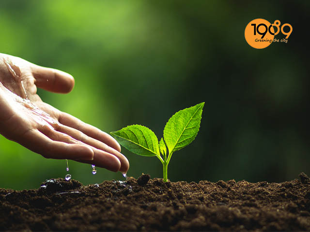 kích thích nảy mầm