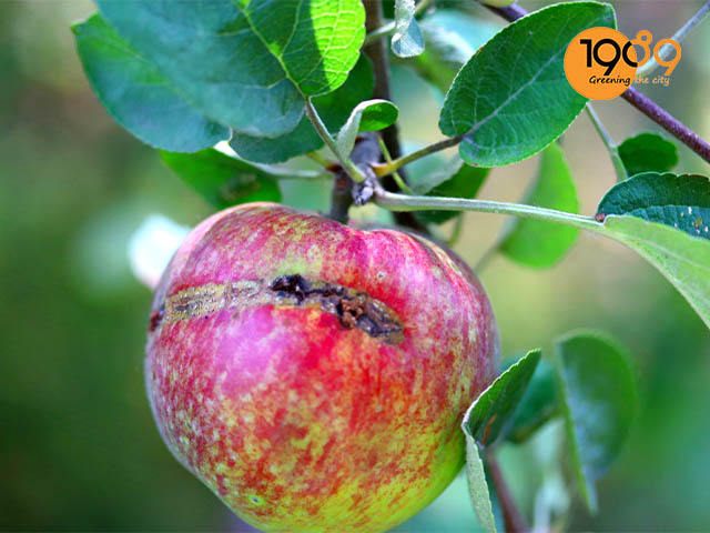 Kiểm tra và xử lý cây trái ngay khi có sâu bệnh