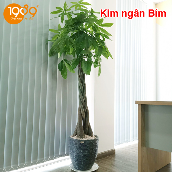 Cây để sàn cho nhà thiếu sáng: 12 lựa chọn xanh mát và bí quyết chăm sóc bất bại