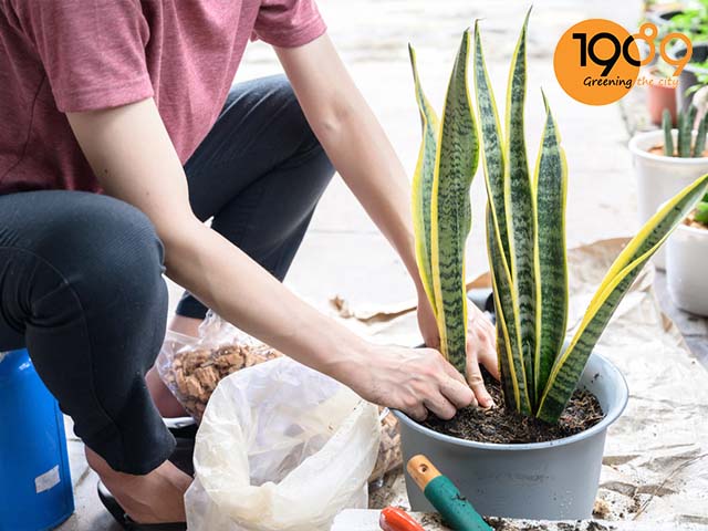 Cách chăm sóc cây lưỡi hổ