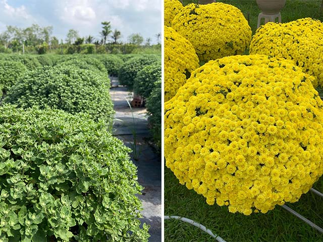 kỹ trồng chăm sóc cây hoa cúc mâm xôi tết 2022